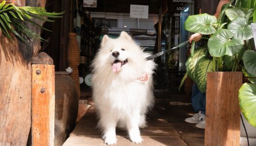 🐾 VIVIN Suk 22 Launches  “Dog Day Afternoon” — Bangkok’s New Monthly Hangout for Pet Lovers – A Pet Friendly Paradise